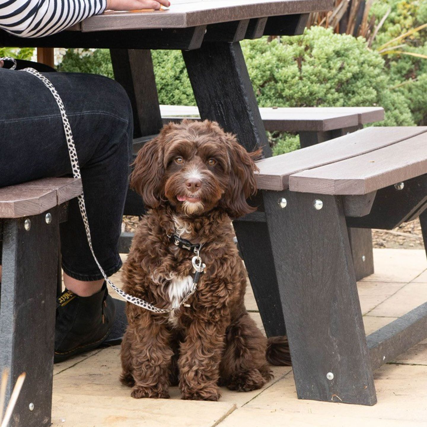 Your local dog friendly pub in LLanwenarth Citra